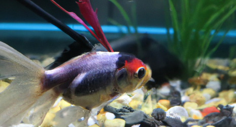 ¿Cuál es el impacto de los residuos orgánicos de un criadero de peces en el medio ambiente?