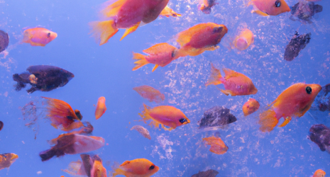 ¿Cuál es el papel de los peces en la dispersión de larvas marinas?