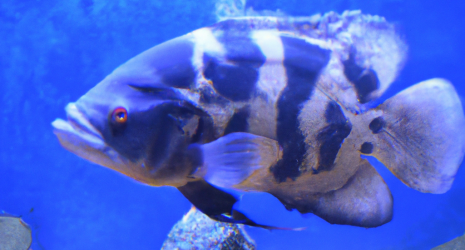 ¿Cuál es el pez tropical más grande que se puede tener en un acuario?