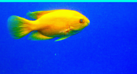 ¿Cuál es la cantidad adecuada de oxígeno en el agua para los peces tropicales?