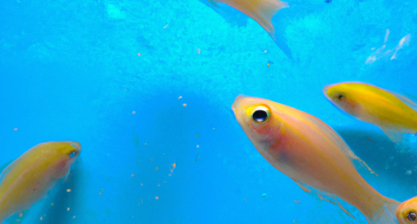 ¿Cuál es la diferencia entre un pez de agua dulce de corriente y uno de aguas tranquilas?