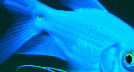 ¿Cuál es la especie de pez de agua dulce más rara o poco común?