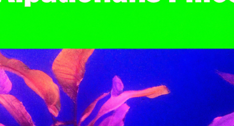 ¿Cuál es la función de las plantas acuáticas en un acuario de peces de agua fría?