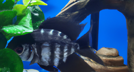 ¿Cuál es la importancia de la iluminación en la decoración de un acuario?
