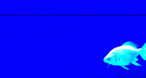 ¿Cuál es la importancia de la oxigenación del agua en un acuario de agua fría?