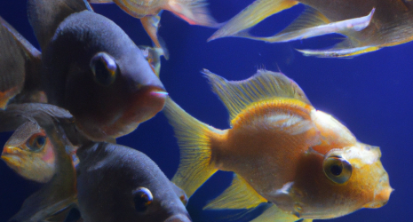 ¿Cuál es la influencia de la salinidad en los procesos de reproducción en un criadero de peces?
