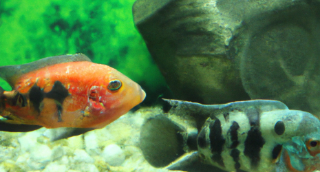 ¿Cuál es la influencia de la temperatura en la reproducción de los peces en un criadero?