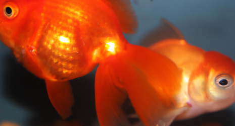 ¿Cuál es la mejor forma de introducir nuevos peces en un acuario de peces de agua fría?
