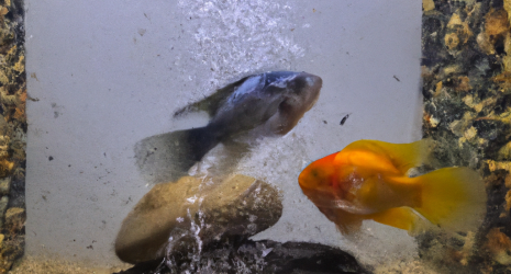 ¿Cuál es la mejor manera de evitar la sobrepoblación en un acuario de peces tropicales?