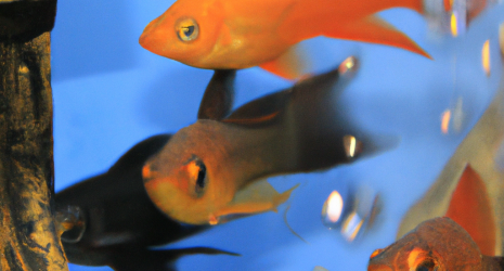 ¿Cuál es la temperatura ideal del agua para peces de acuario?