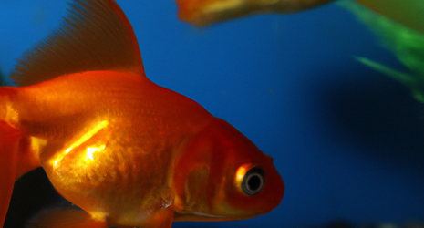 ¿Cuáles son las adaptaciones físicas de los peces de agua dulce para sobrevivir en su entorno?