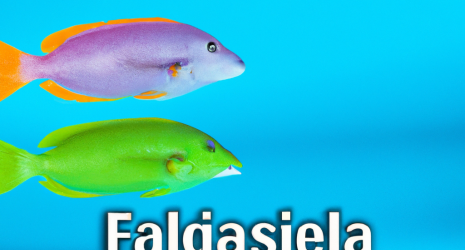 ¿Cuáles son las características únicas de los peces de agua dulce en comparación con los peces de agua salada?