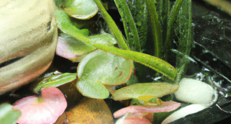 ¿Cuáles son las plantas que requieren menos riego?