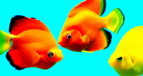¿Cuáles son los peces tropicales más coloridos?
