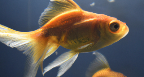 ¿Cuáles son los signos de estrés en los peces de agua fría?
