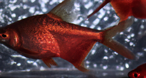 ¿Cuánto tiempo viven los peces tropicales en un acuario?