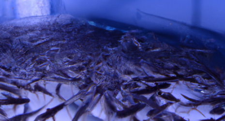 Desarrollo de sistemas de automatización en los procesos de un criadero de peces