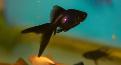 Descubre cómo la filtración influye en la calidad de vida de tus peces.