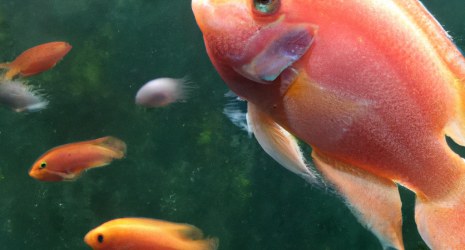 Descubren nuevas técnicas de reproducción en un criadero de peces en Australia