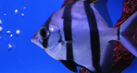 Efectos de la sobrepesca en el equilibrio de los ecosistemas marinos