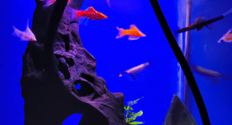 ¿Es conveniente diseñar la decoración del acuario antes de agregar los peces?