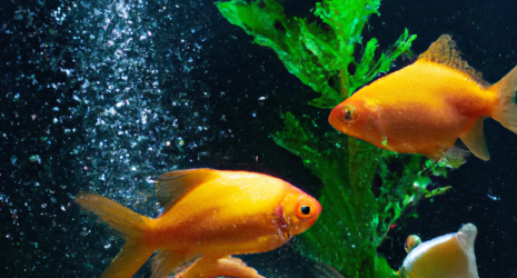 ¿Es mejor optar por una decoración minimalista o más abundante en un acuario?
