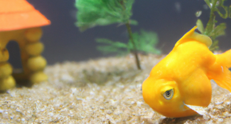 ¿Es posible tener un acuario sin necesidad de añadir productos químicos?