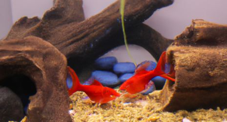 ¿Es recomendable tener peces tropicales y cangrejos en el mismo acuario?