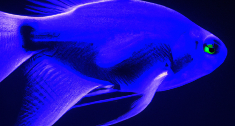 Especies de peces que utilizan la bioluminiscencia para comunicarse