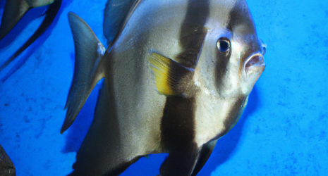 Impacto del turismo en los arrecifes de coral y sus habitantes