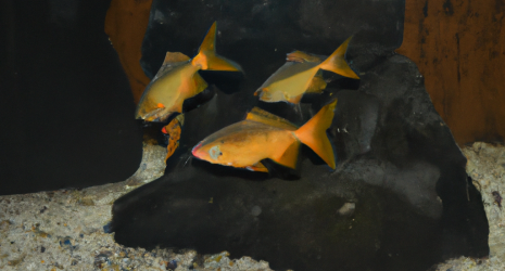 Impacto socioeconómico de los criaderos de peces en las comunidades locales