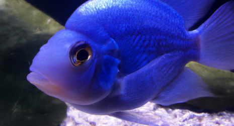 Importancia de la trazabilidad en los productos de criaderos de peces