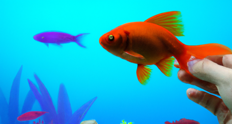 La clave para un acuario exitoso: mantenimiento constante y controlado