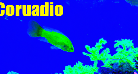 ¿La decoración natural del acuario requiere cuidados específicos?