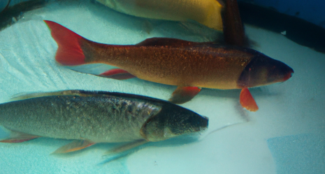 Las 100 dudas más importantes sobre los peces de agua dulce