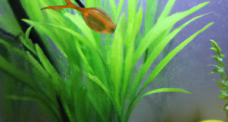 Las claves para elegir el sistema de filtración perfecto para tu acuario.