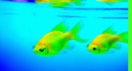 ¿Los peces de agua dulce pueden experimentar emociones como el miedo o la felicidad?