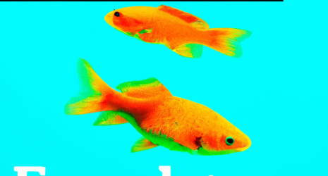 ¿Los peces de agua dulce pueden manifestar comportamientos territoriales?