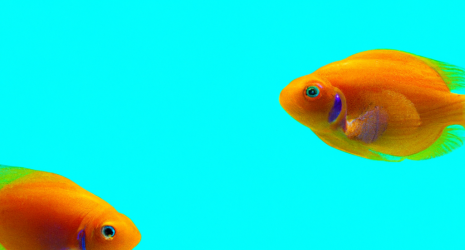 ¿Los peces de agua dulce tienen memoria a largo plazo?