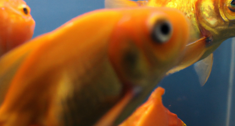 ¿Los peces de agua dulce tienen un ciclo de vida similar o diferente a otros seres vivos acuáticos?