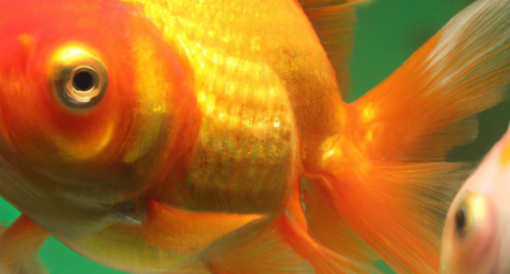 ¿Los peces de agua dulce tienen zonas específicas de alimentación y descanso?