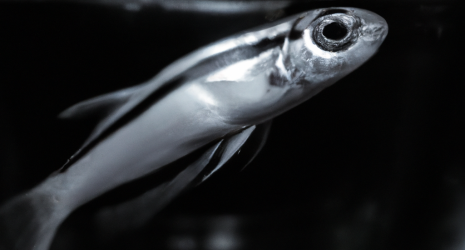¿Los peces de agua salada pueden enfermarse?