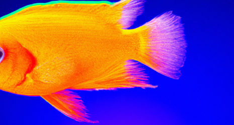 ¿Los peces tropicales pueden adaptarse a cambios en su alimentación?