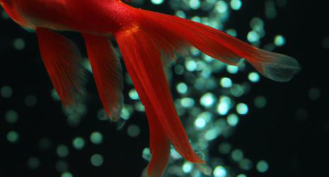 ¿Los peces tropicales pueden reconocerse a través del olfato?