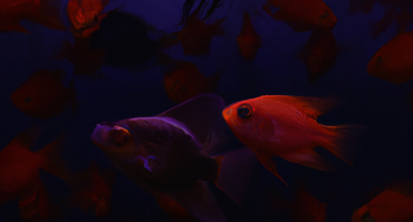 ¿Los peces tropicales pueden transmitir enfermedades a los humanos?