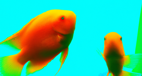 ¿Los peces tropicales pueden verse afectados por cambios bruscos en la iluminación del acuario?