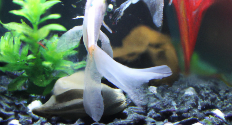 ¿Los peces tropicales pueden vivir sin compañía de otros peces?