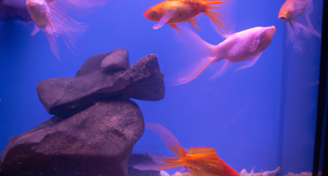 Obtén un agua cristalina en tu acuario con estas opciones de filtración.