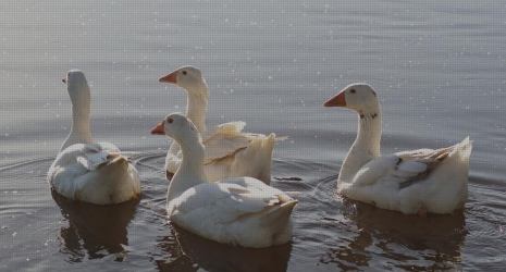 Acuarios con plantas naturales que mejoran la salud de tus peces