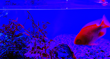 ¿Por qué es importante realizar un mantenimiento regular en un acuario de peces de agua fría?